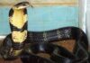 AP REecords 4,111 Snakebite Cases, Six Deaths In 2026