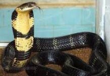 AP REecords 4,111 Snakebite Cases, Six Deaths In 2026