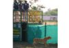Botswana Female Cheetah Shifted to Gandhi Sagar Wildlife Sanctuary From Kuno