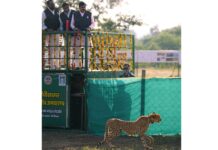 Botswana Female Cheetah Shifted to Gandhi Sagar Wildlife Sanctuary From Kuno