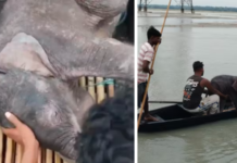 Elephant Calf Swept Away By Teesta Rescued By Fishermen In Bengal