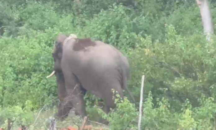 2092075-elephant.jpg