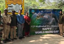 World Rhino Day: Nehru Zoo Treats Five Rhinos To 7-kg Fruit & Veggie Cake