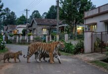 Tigress With Cubs Straying Into Ooty Suburb Triggers Panic