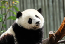 China Sends Two Giant Pandas To US Zoo In Fresh ‘Panda Diplomacy’ Move