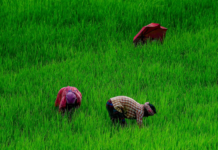 Tribal Farmers Protest Over Pending Land Records, Death Certificates