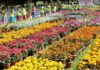 Autumn Rains, Blooms Charm Tourists in Nilgiris