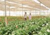 Nandyal Gets ₹986.63 Crore Horticulture Development Plan