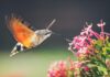 Have you seen the hummingbird hawk moth?