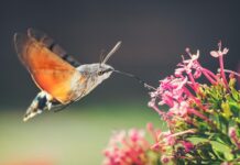 Have you seen the hummingbird hawk moth?