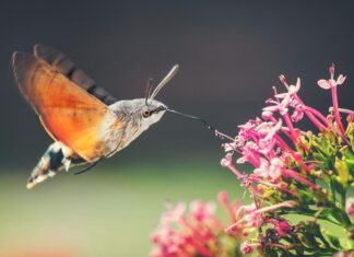 Have you seen the hummingbird hawk moth?