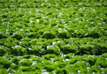 Millions of lettuces ruined by UK aphid outbreak