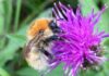 Bumblebee project seeking to help rare species