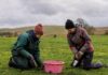 Hundreds of wildflowers to be planted at meadow