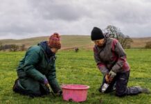 Hundreds of wildflowers to be planted at meadow