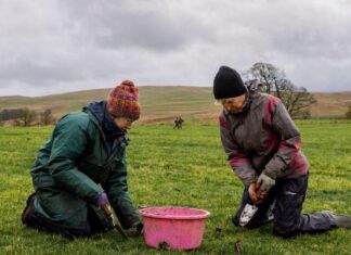 Hundreds of wildflowers to be planted at meadow