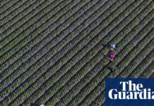 Key data missing for half of US child labor deaths, official report finds