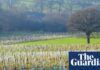 Half a million trees to be planted in England in three years, says government