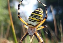 Wasp spider seen in north of England latest ‘climate refugee’ amid global heating