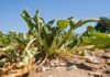 Most of UK’s essential food supply grown in drought-risk areas, report warns
