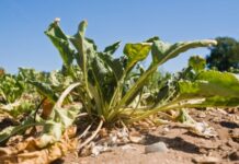 Most of UK’s essential food supply grown in drought-risk areas, report warns