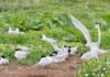 Tern turnaround: colonies in England show signs of recovery after decline
