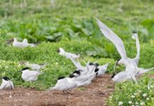 Tern turnaround: colonies in England show signs of recovery after decline