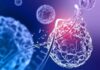 Royan Institute findings highlight MSCs’ potential for cell-based ASD therapy