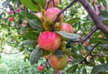 Iran’s horticulture development adopts ‘Technology-Driven Development’ scenario