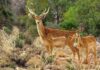 DOE steps up efforts to restore Persian yellow deer population