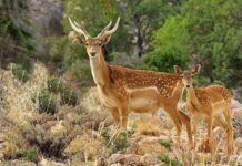 DOE steps up efforts to restore Persian yellow deer population