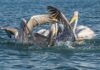 First group of migratory pelicans spotted in northwestern Iran