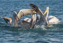 First group of migratory pelicans spotted in northwestern Iran