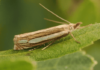 ‘Special surprise’ as rare moth found in nature reserve for first time