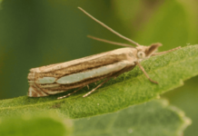 ‘Special surprise’ as rare moth found in nature reserve for first time