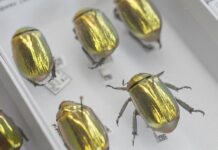 How AI is creating a UK super-museum and revealing our planet’s history