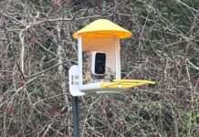 An Editor’s Picks: The Best Gifts for Bird Lovers