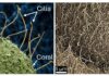 Tiny Hairs That Help Corals Breathe May Malfunction in Warming Oceans