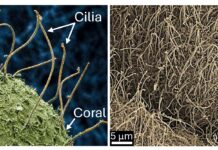 Tiny Hairs That Help Corals Breathe May Malfunction in Warming Oceans