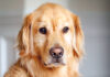 Dog Can’t Believe Guy She Hooked Up With 10 Years Ago Now Head Of FBI