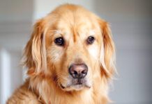 Dog Can’t Believe Guy She Hooked Up With 10 Years Ago Now Head Of FBI