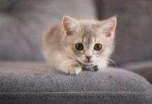 NYC kitten rescue defends ‘NO F—ING MAGA’ adoption policy as PETA calls for it to be abolished