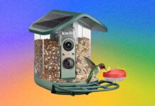Kiwibit Bird Feeder 2 Pro Review: Premium but Paywalled