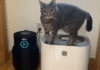 Shark’s NeverChange Air Purifier Is Nearly Half Off Right Now