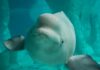 Fourth Marineland beluga whale dies after being moved to US