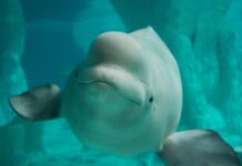 Fourth Marineland beluga whale dies after being moved to US