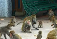 Monkeys Aren’t Eating Just Bananas: How Human Food Is Changing Their Behaviour