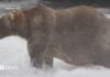 Watch: Meet ‘Backpack’, the chunky bear who won Fat Bear Week