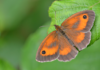 Butterfly populations ‘could crash’ due to weather