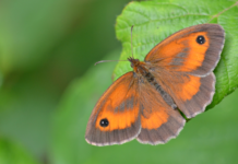 Butterfly populations ‘could crash’ due to weather
